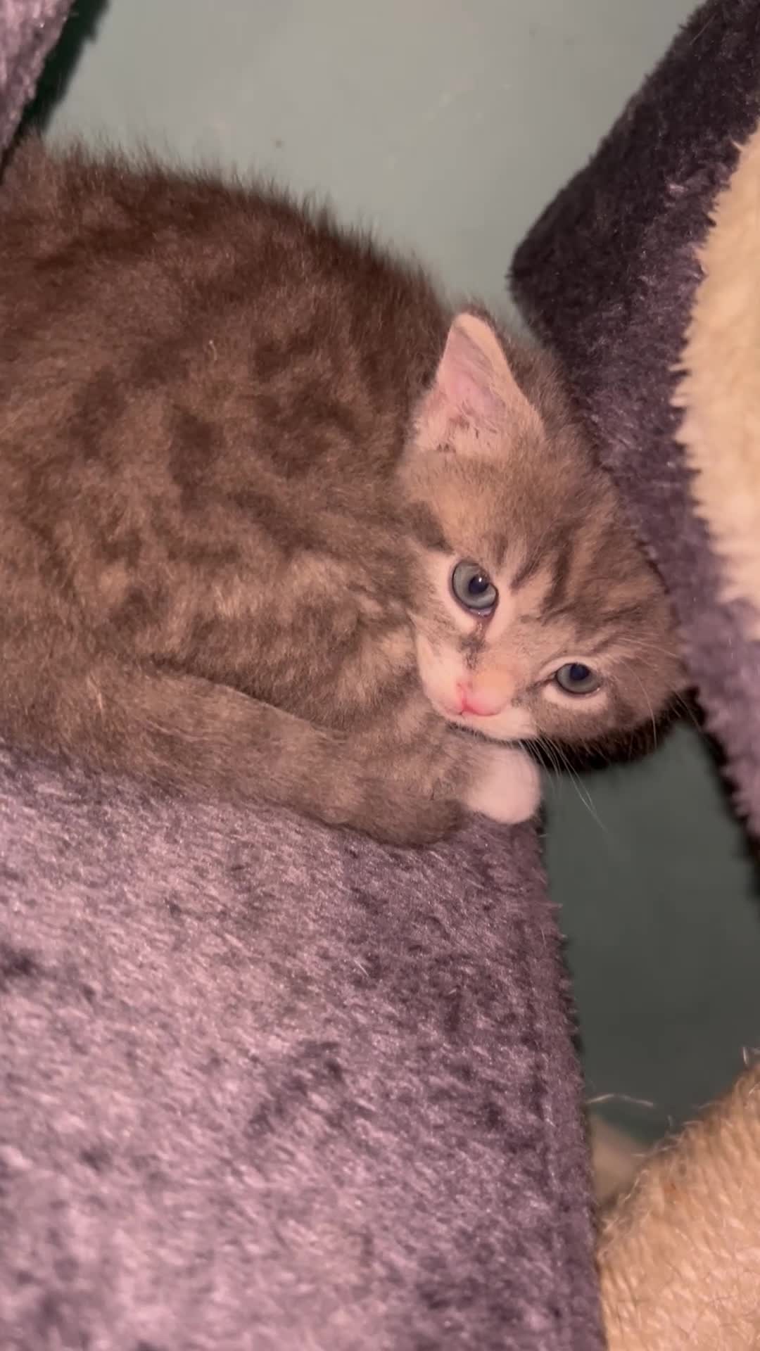 Mixed Breed cats for sale: Beautiful silver tabby’s kittens  in Aldershot - Video 3