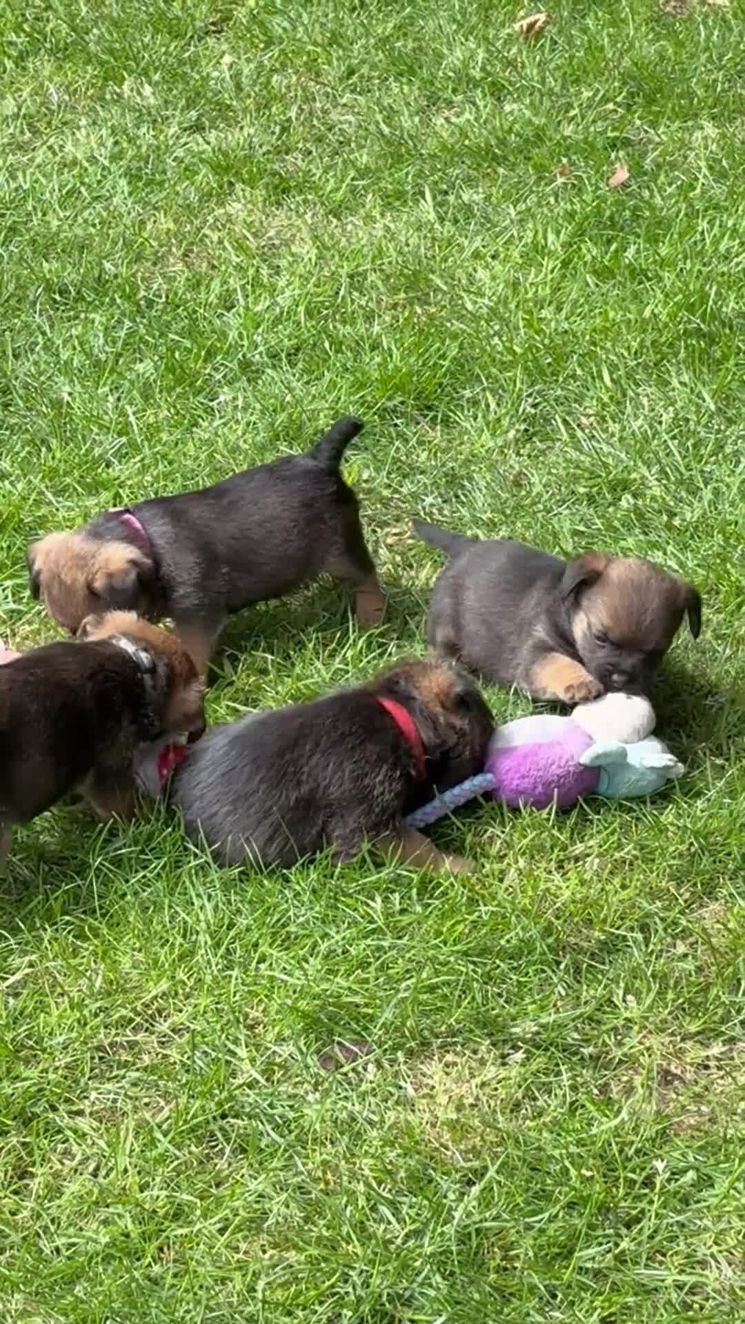 Border Terrier dogs for sale: Border terrier puppies  - Video 1