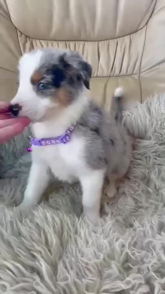 Australian Shepherd dogs for sale: Boys and girls available  - Video 2