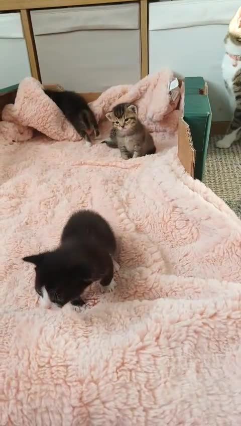 Mixed Breed cats for sale: X3 BEAUTIFUL KITTENs - Video 1