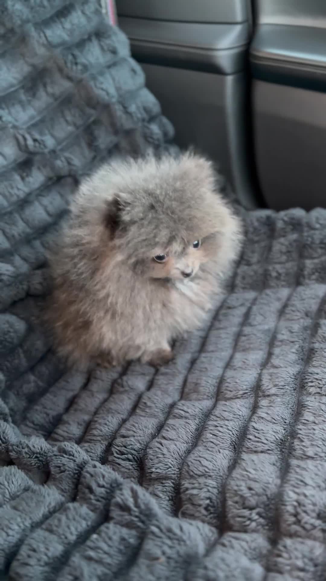 Pomeranian dogs for sale:  Pomeranian blue Girl  - Video 1