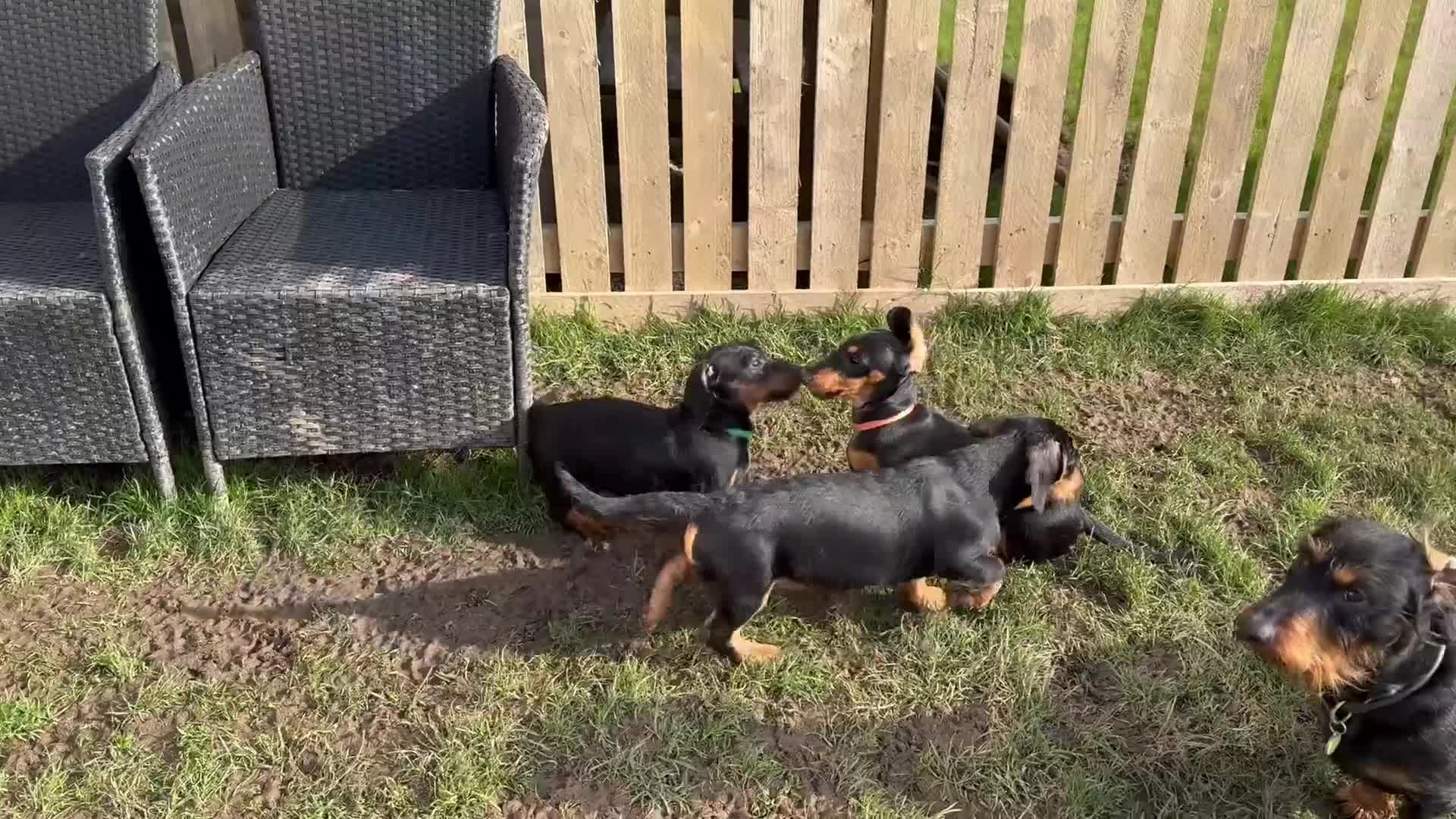Dachshund dogs for sale: Dachshund puppies standard, smooth coat - Video 4
