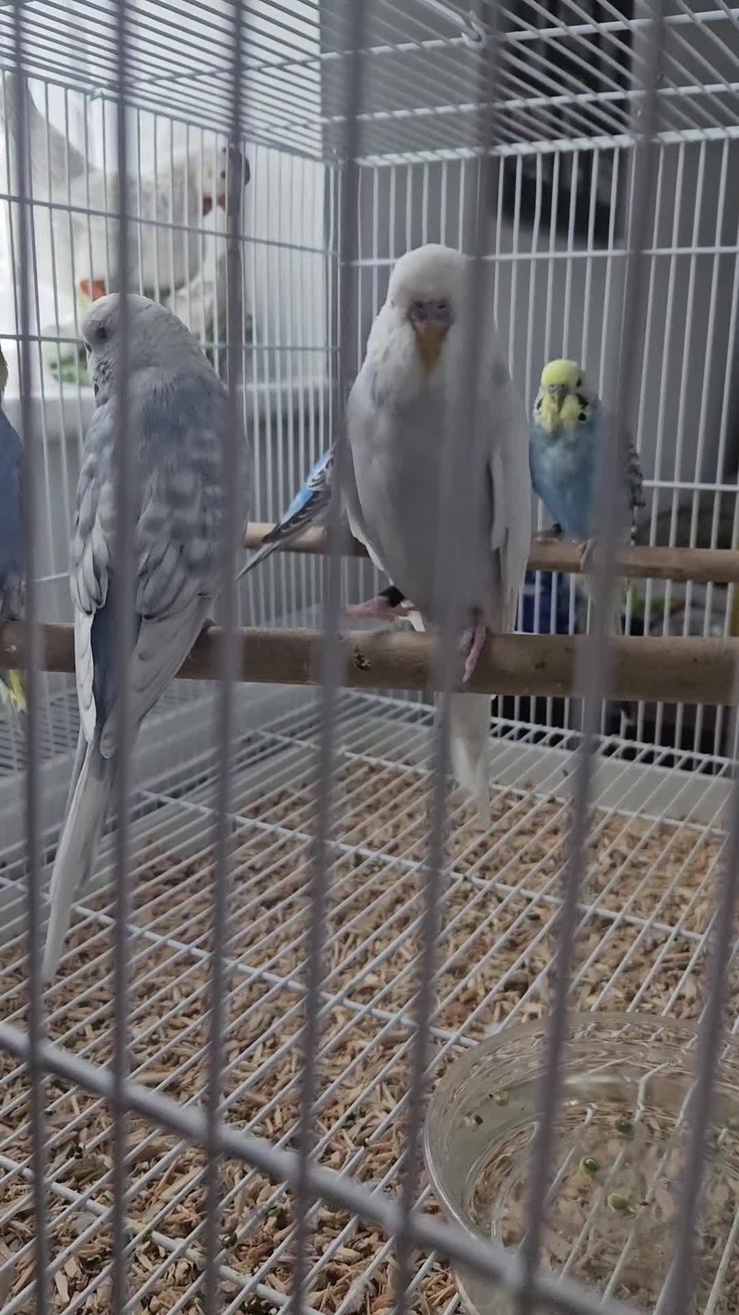 Budgerigars birds for sale: 2025 hatch budgies for sale  - Video 1