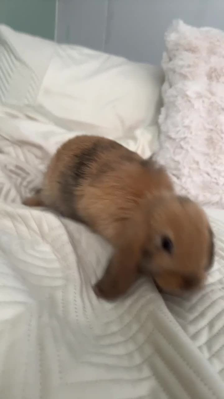 Mini Lop rabbits for sale: 2 male mini lop bunnys and enclosure  in Pontefract - Video 1