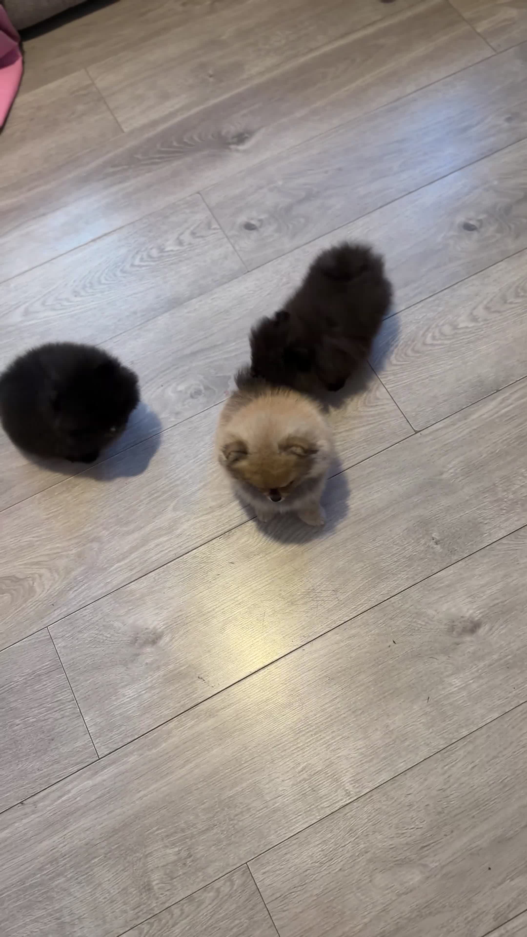 Pomeranian dogs for sale: ✨ Tiny Teddy Face Pomeranian Puppies 🐻✨ - Video 1