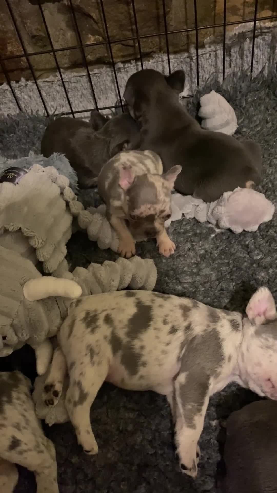 French Bulldog dogs for sale: Stunning healthy French bulldog pups - Video 5