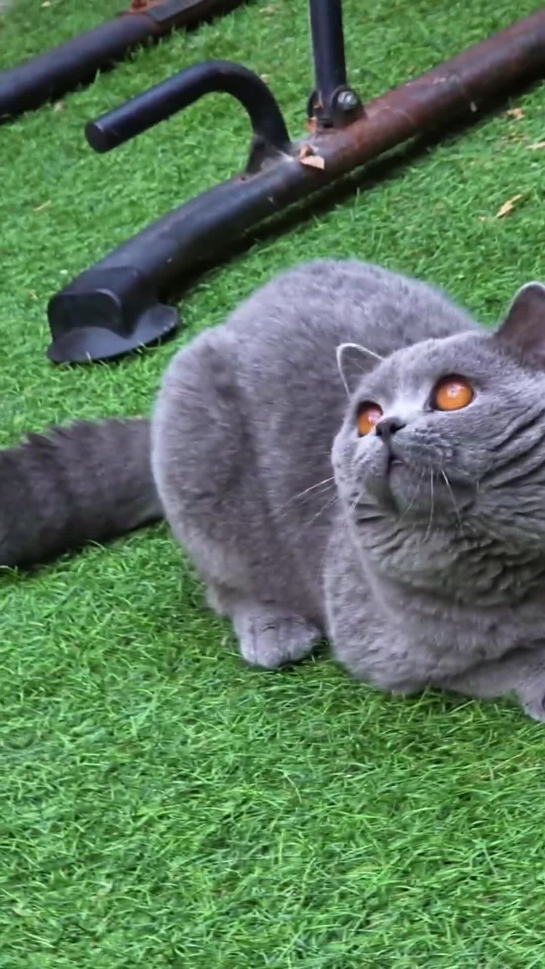 British Shorthair cats for stud: 💙 British Shorthair Blue Stud Service 💙 - Video 1