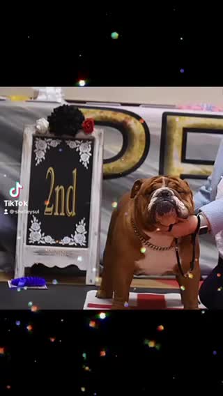 English Bulldog dogs for stud: Our Stunning English Bulldog Carter  in York - Video 1