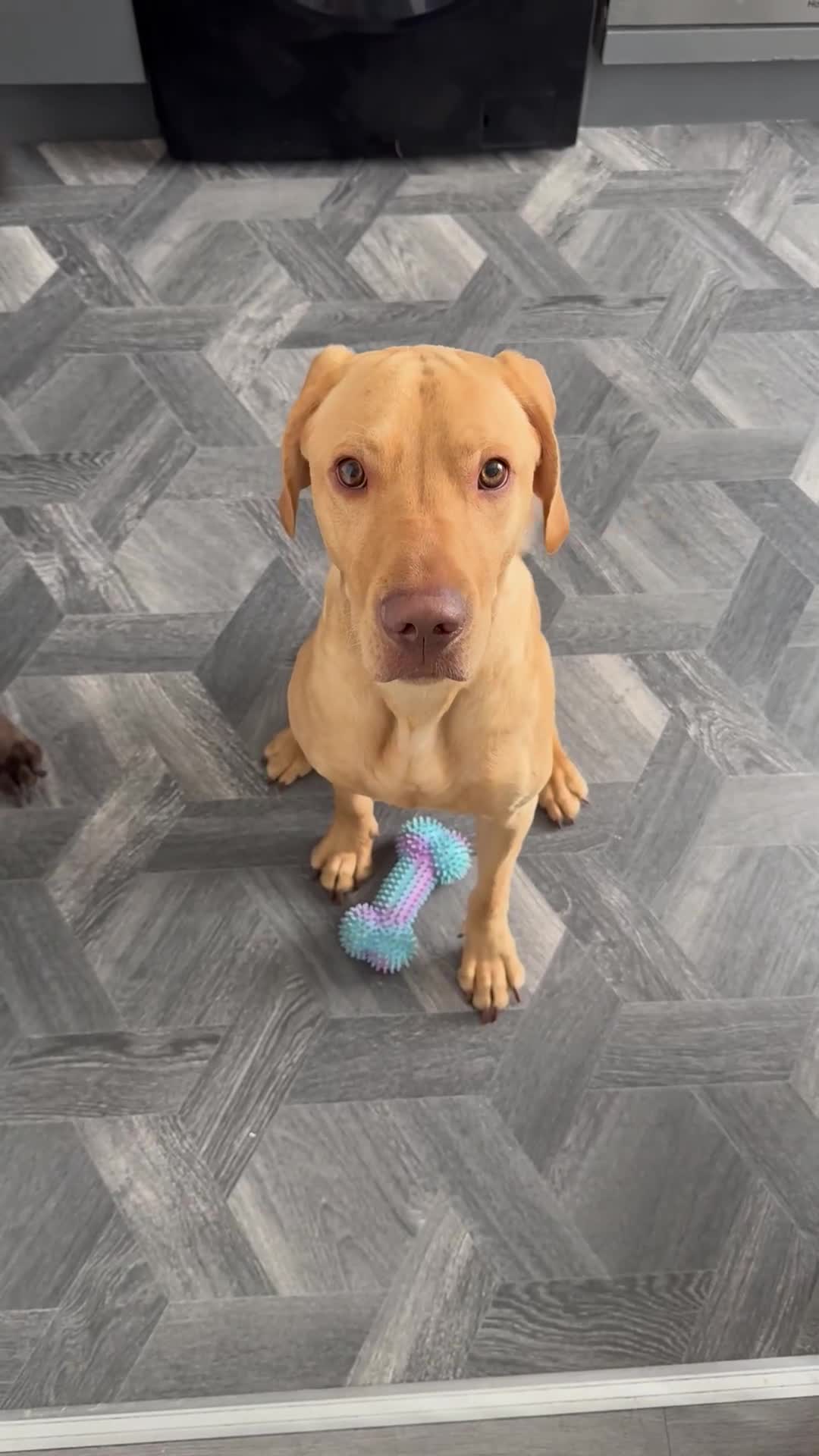 Mixed Breed dogs for sale: 18 month old vizsla/labrador - Video 1