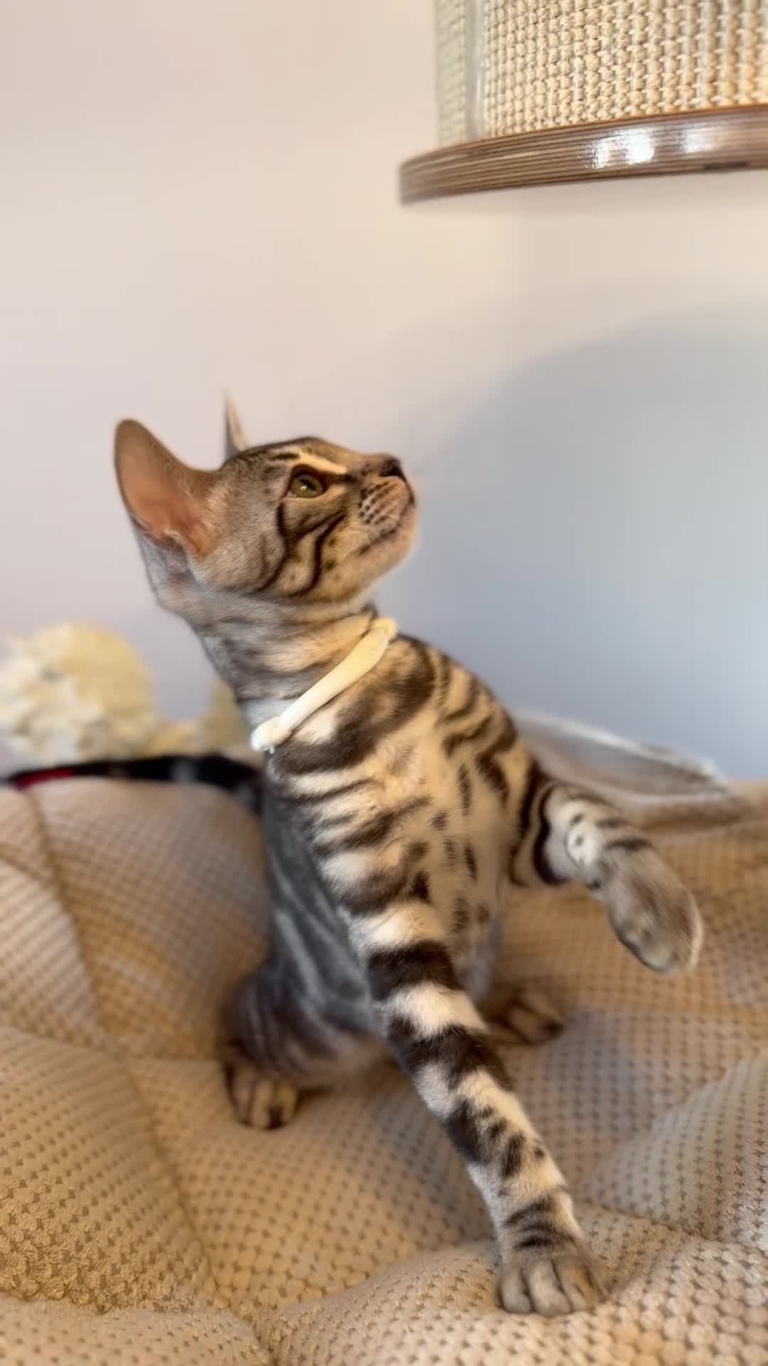 Bengal cats for sale: Exceptional Bengal Kittens Ready Now  - Video 4