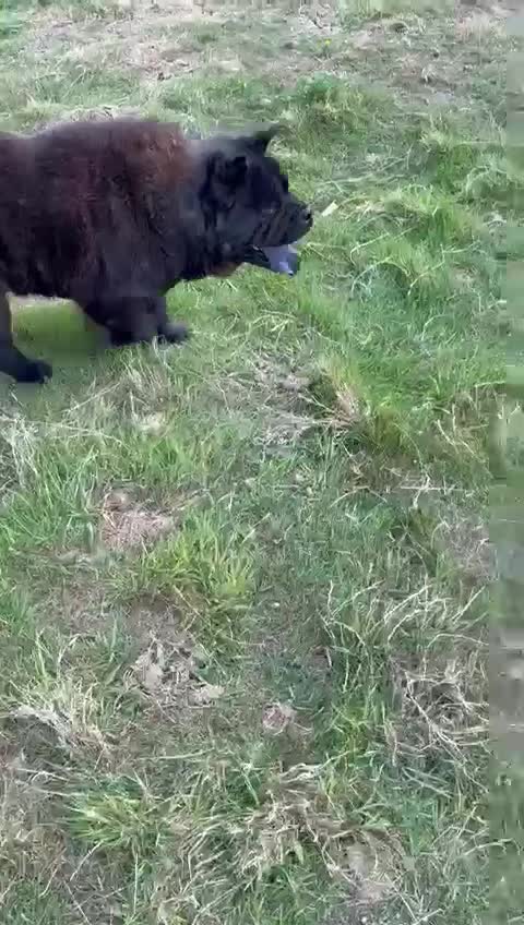 Chow Chow dogs for sale: Stunning Black Male Chow Chow in Colchester - Video 1