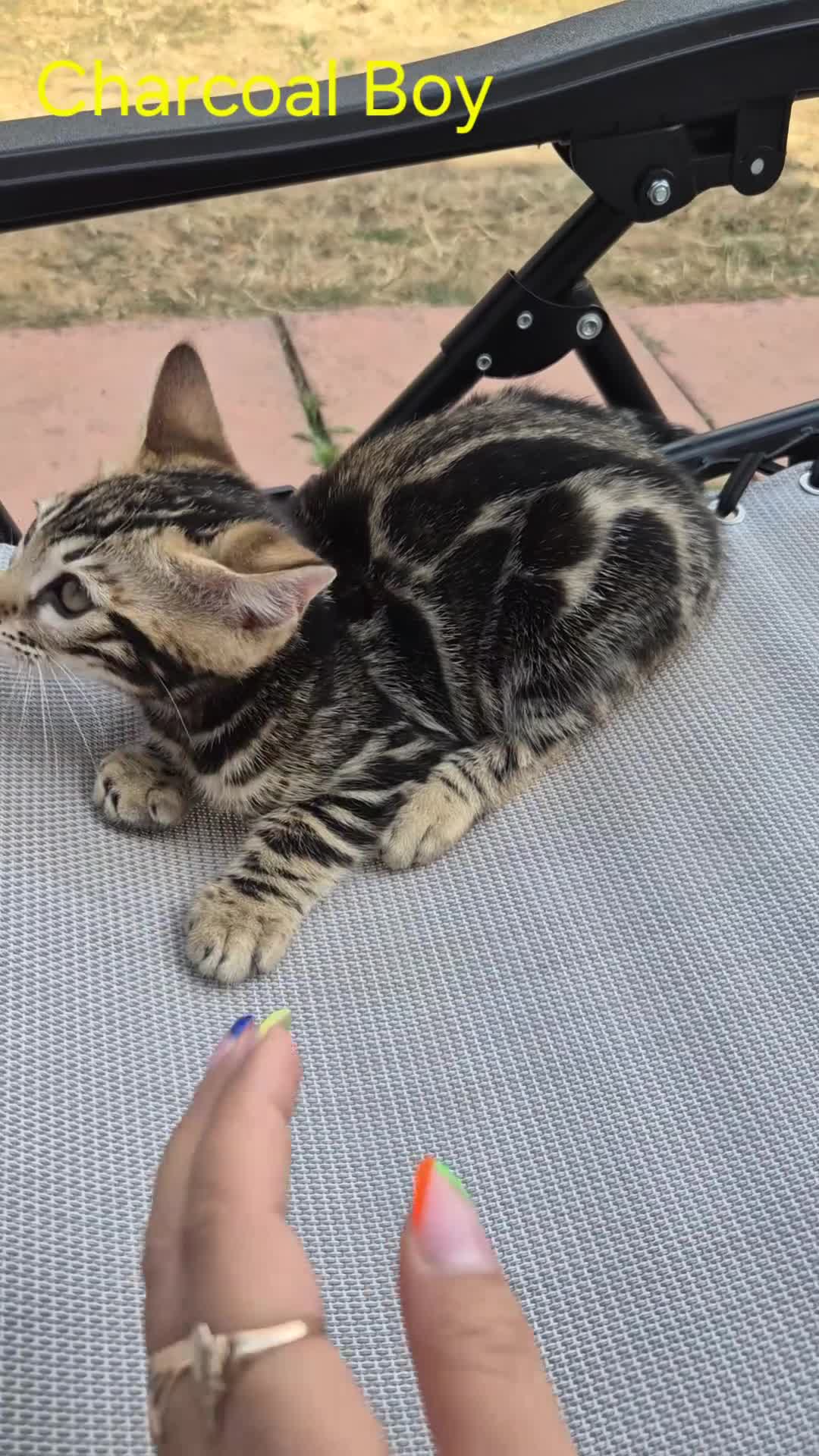 Bengal cats for sale: TICA Registered Bengal Kittens – Ready to Reserve - Video 3