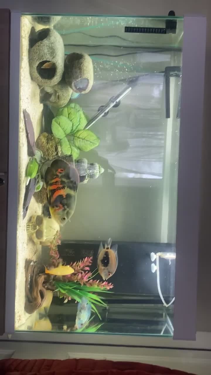 Cichlids fish for sale: Tank and fish for sale  in Leeds - Video 1