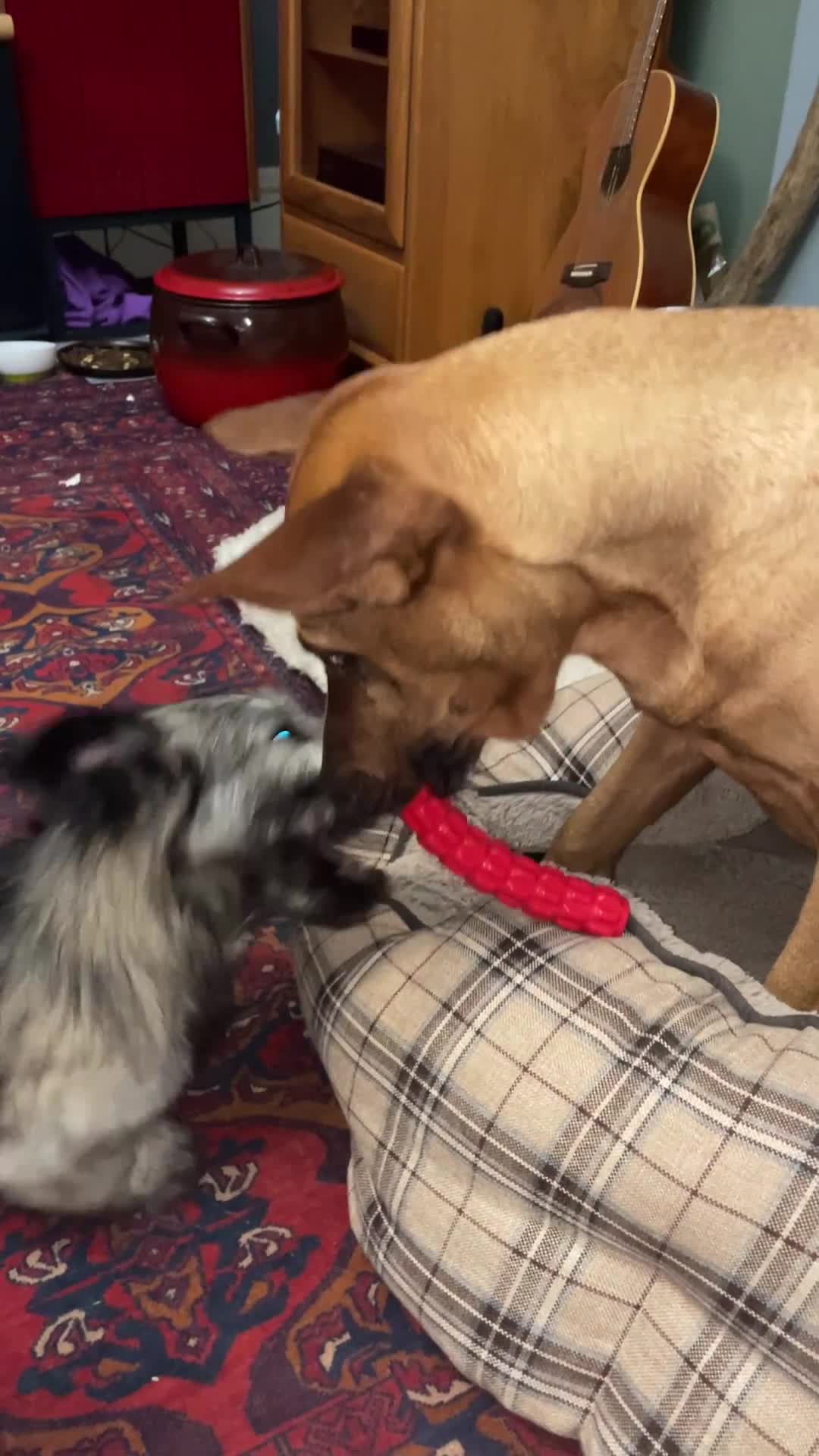 Skye Terrier dogs for sale: Skye Terrier Puppies due-Save this Scottish Breed! - Video 1