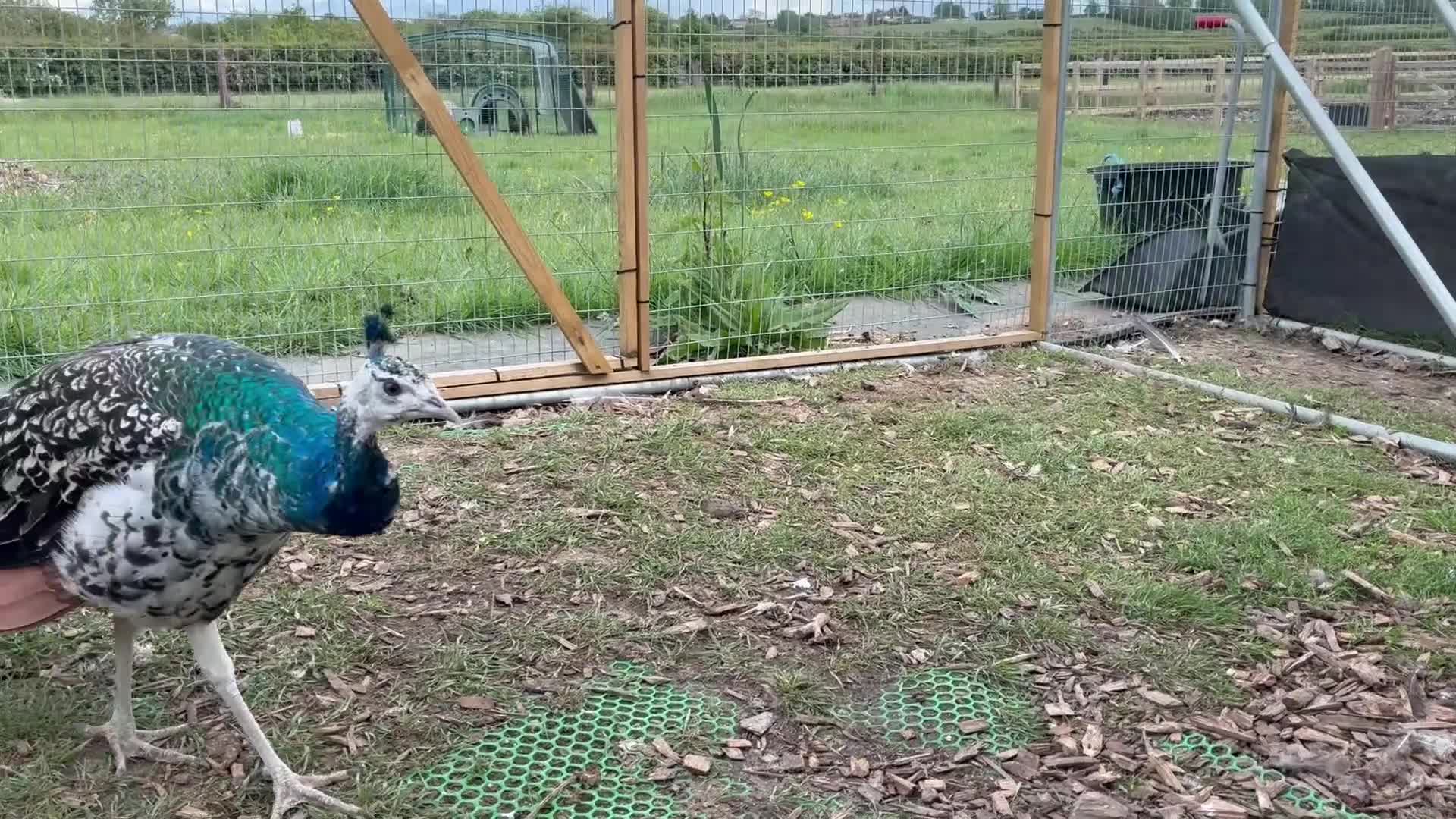 Peafowl poultry for sale: Black shoulder peacocks for sale - Video 1