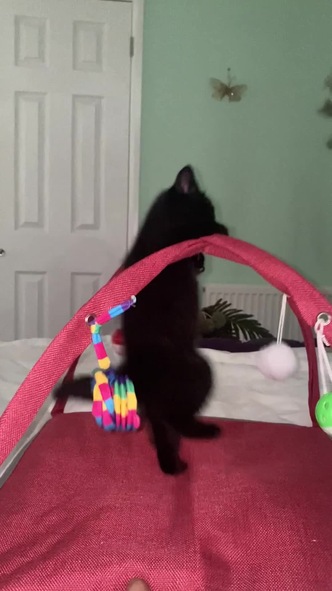 British Shorthair cats for sale: Stunning Pedigree British Shorthair Kittens in Portsmouth - Video 2