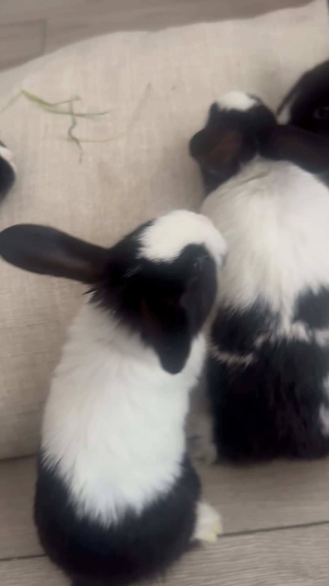 Mixed Breed rabbits for sale: Adorable Rex x Dutch x Lop buns Available 🐰 - Video 1