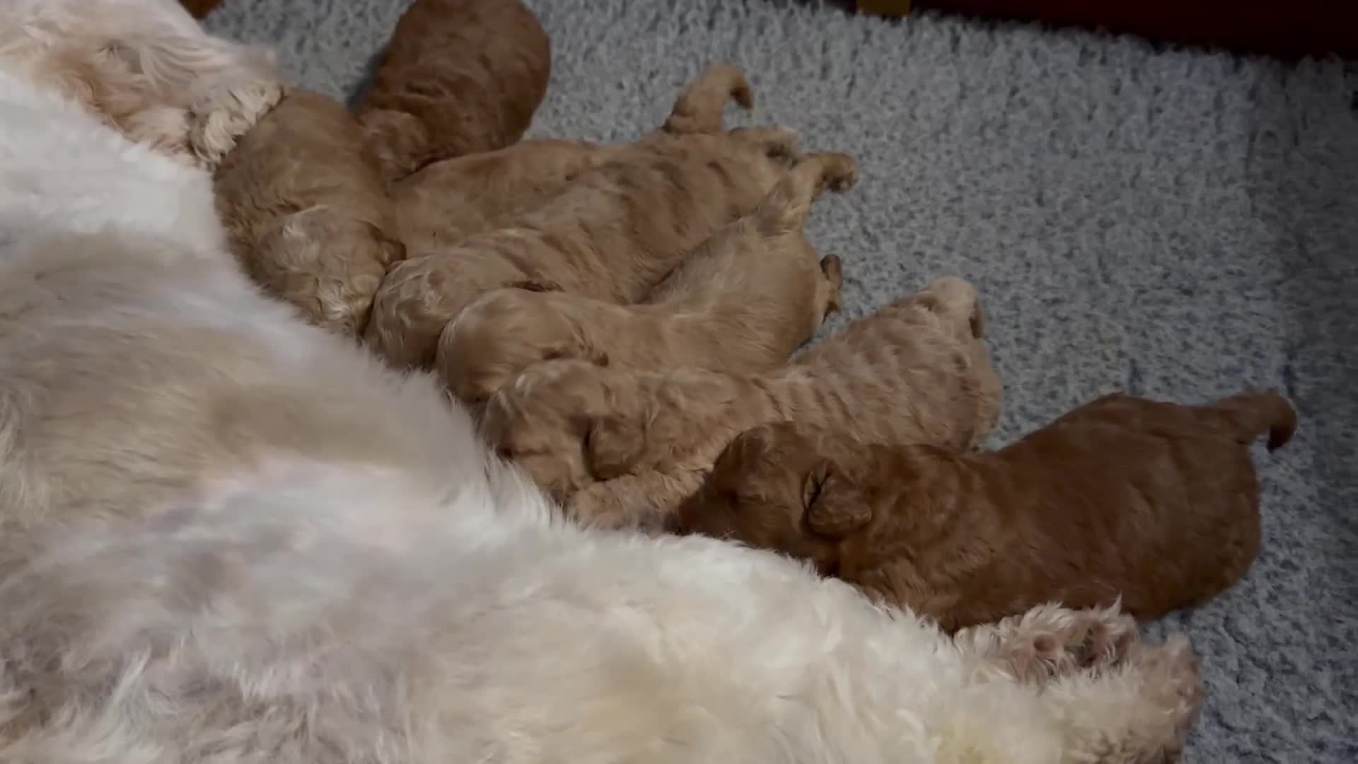 Cavachon dogs for sale: Gorgeous F1 Fox Red Cavapoochon’s  - Video 2