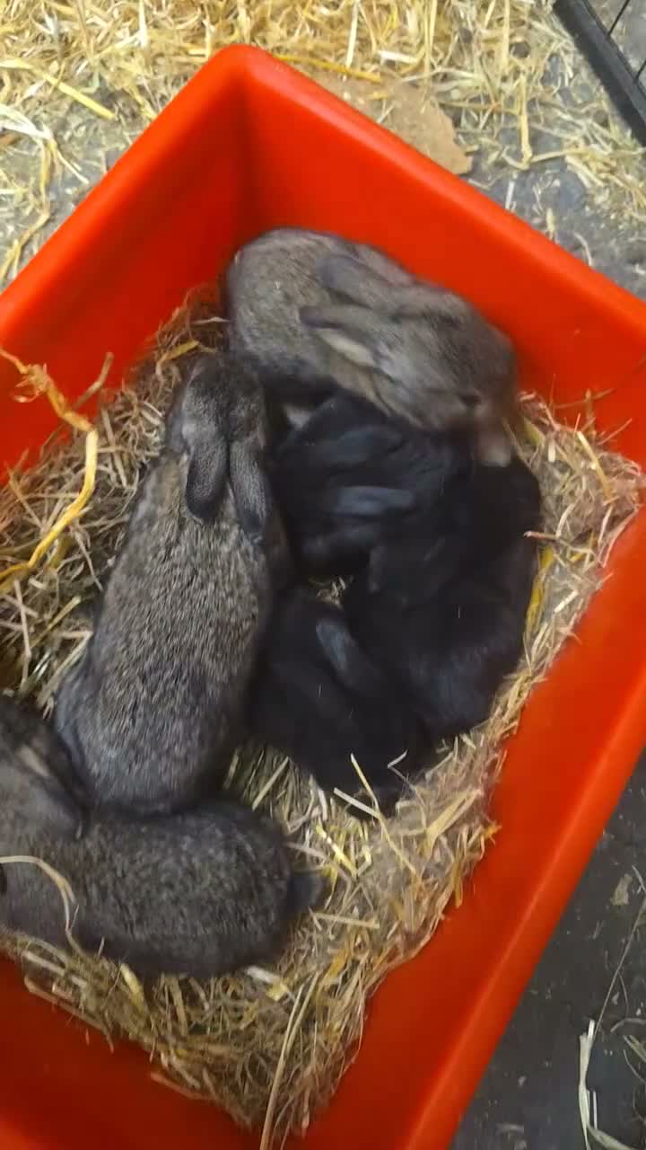 Flemish rabbits for sale: Beautiful flemish giants  in Downham Market - Video 1