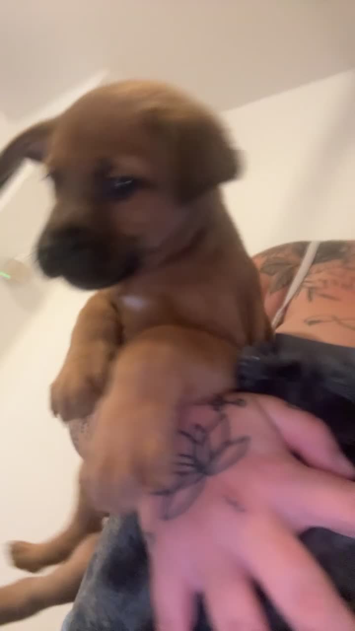 Mixed Breed dogs for sale: Doge de Bordeaux cross - Video 2