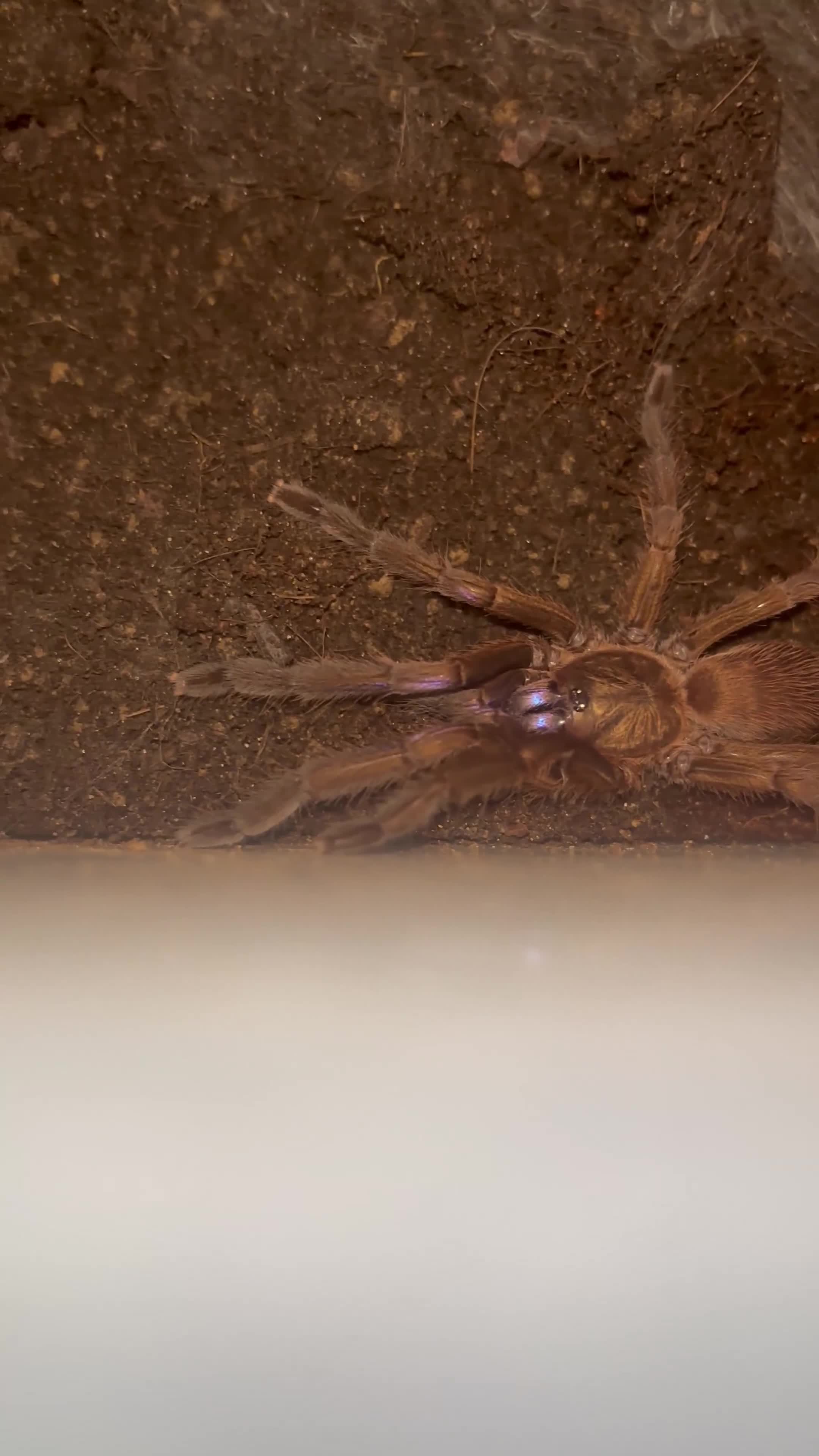 Tarantulas invertebrates for sale: Sub adult female electric blue tarantula £100 - Video 1