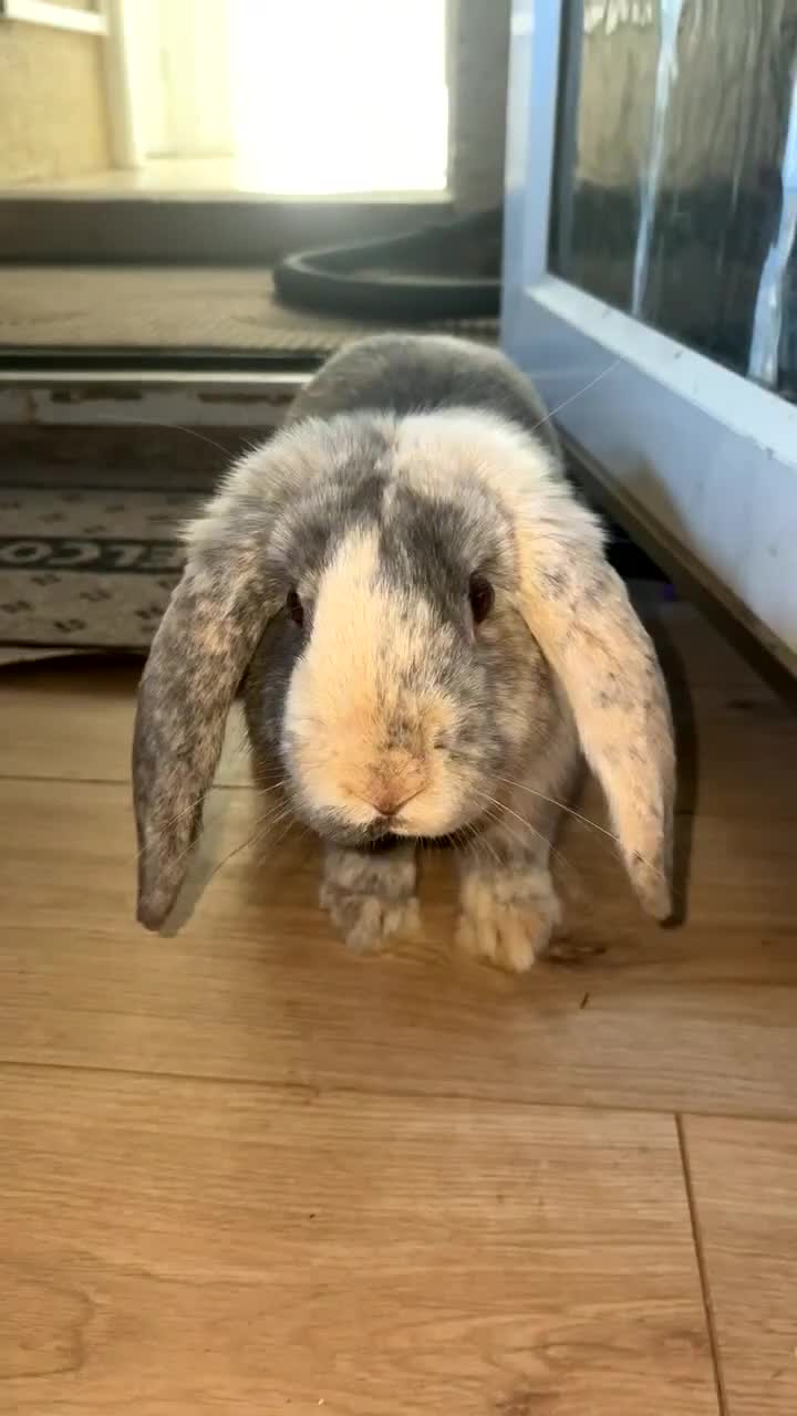 English Lop rabbits for sale: Flop ear rabbit  in Coventry - Video 1