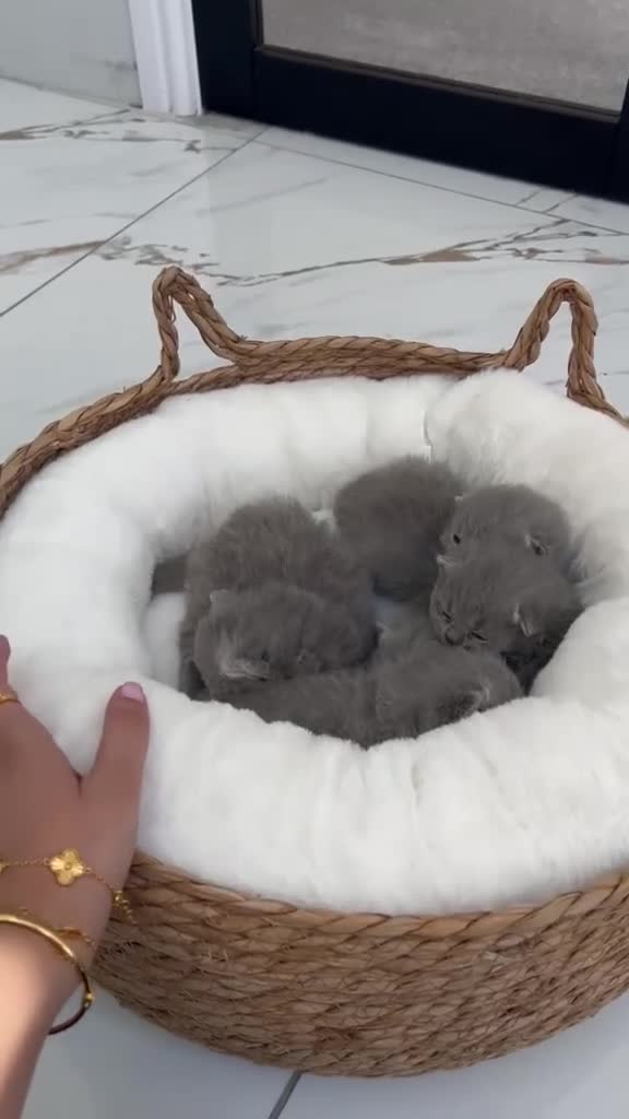 British Shorthair cats for sale: 🌈 🏆 supreme champion 💙BSH 🏆 🧸 in Birmingham - Video 1