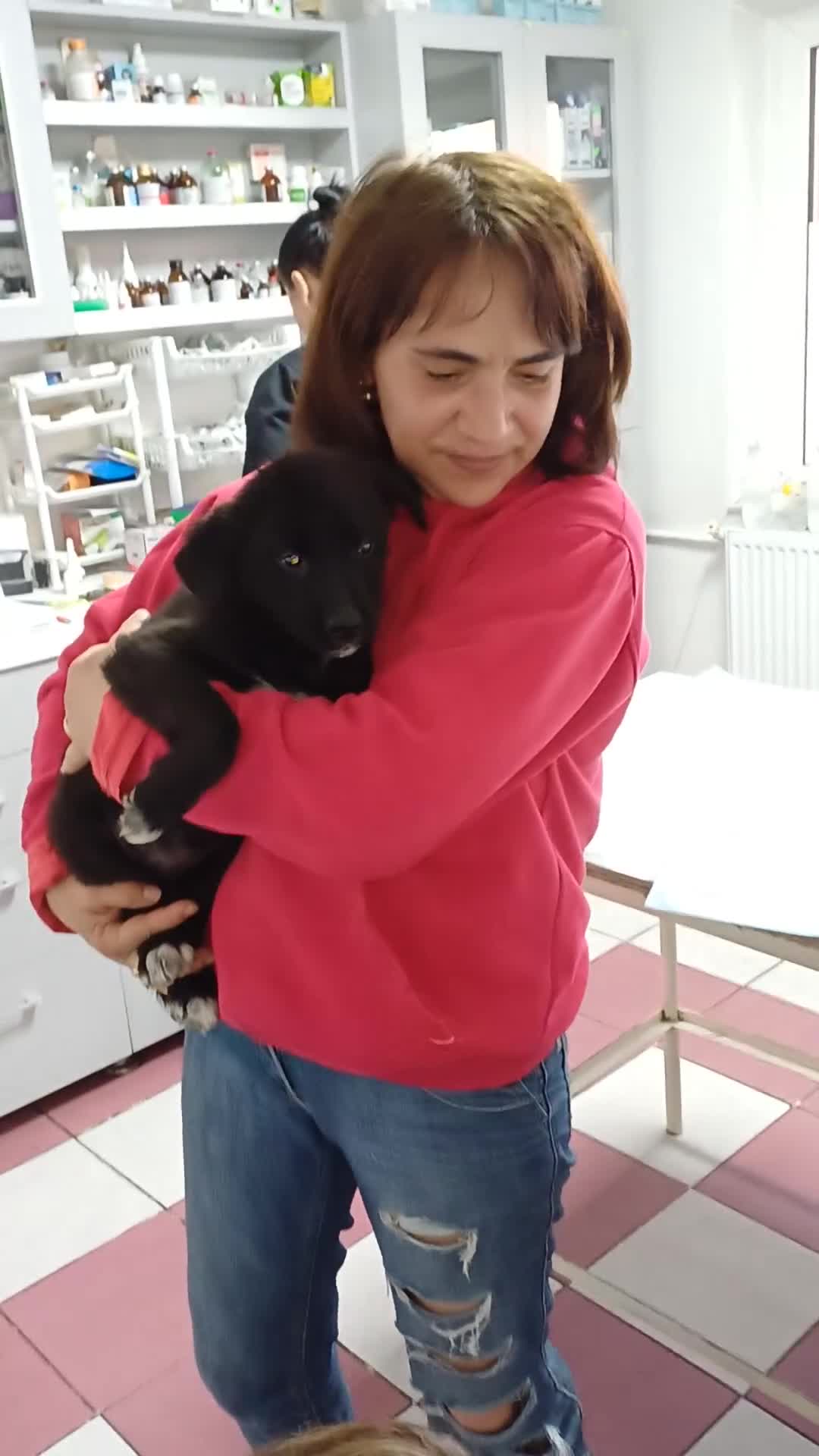 Mixed Breed dogs for adoption: Meet BLUE !  A lovely young boy, for a Loving Home - Video 1