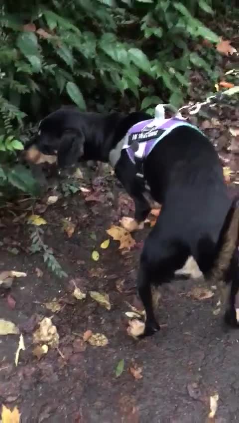 Mixed Breed dogs for adoption: Meet Lokum – Gentle Soul Doberman Mix - Video 5