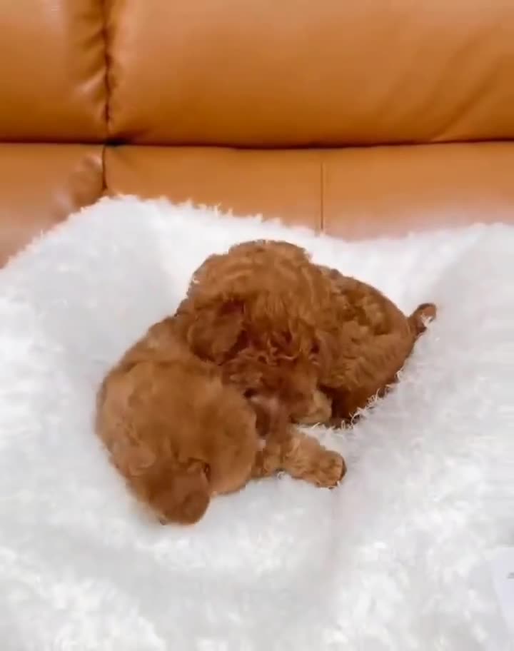 Toy Poodle dogs for sale: We have beautiful toy poodle ready  - Video 1