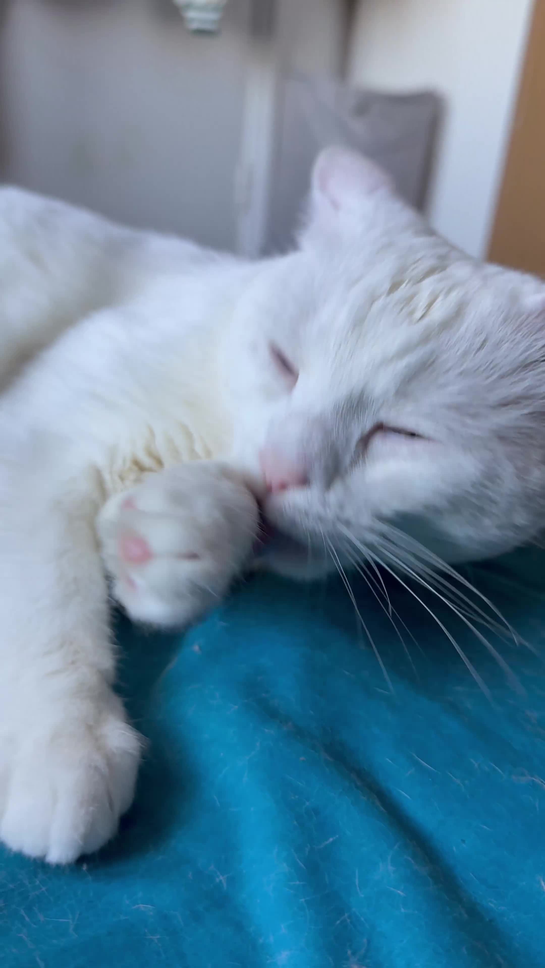 Turkish Angora cats for sale: Meet Niko  White Turkish Angora Very Affectionate  - Video 1