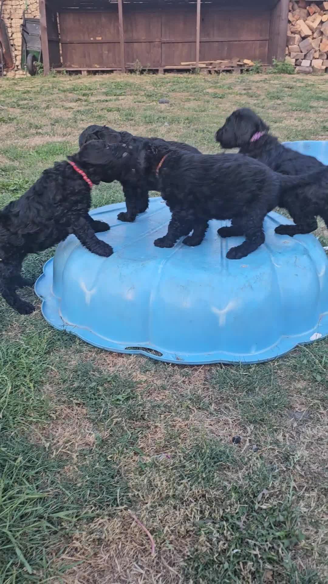Labradoodle dogs for sale: Miniature labradoodle ready to leave now - Video 1