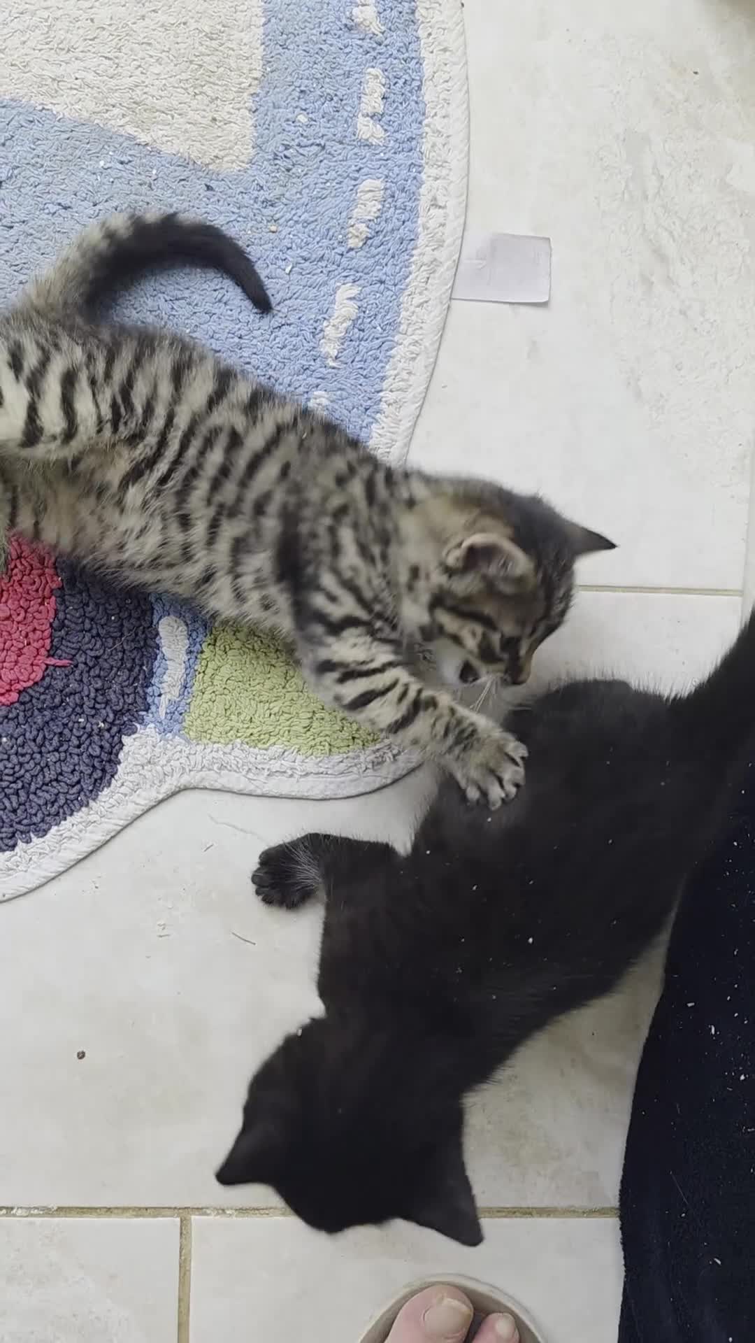 American Shorthair cats for sale: American Shorthair Kittens - Video 1