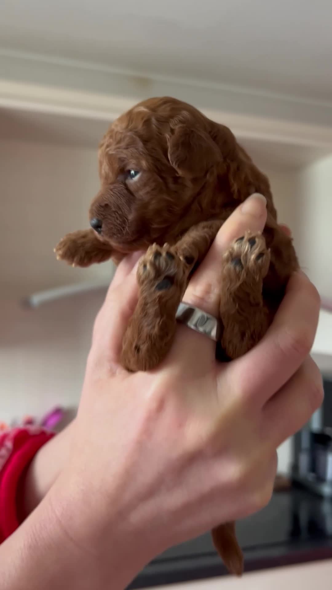 Toy Poodle dogs for sale: Rare Phantom 100% Asian Toy Poodle Boy 🐩 - Video 1