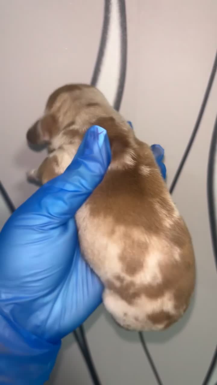 Dachshund dogs for sale: 3 smooth haired 1 long haired for sale!  - Video 5