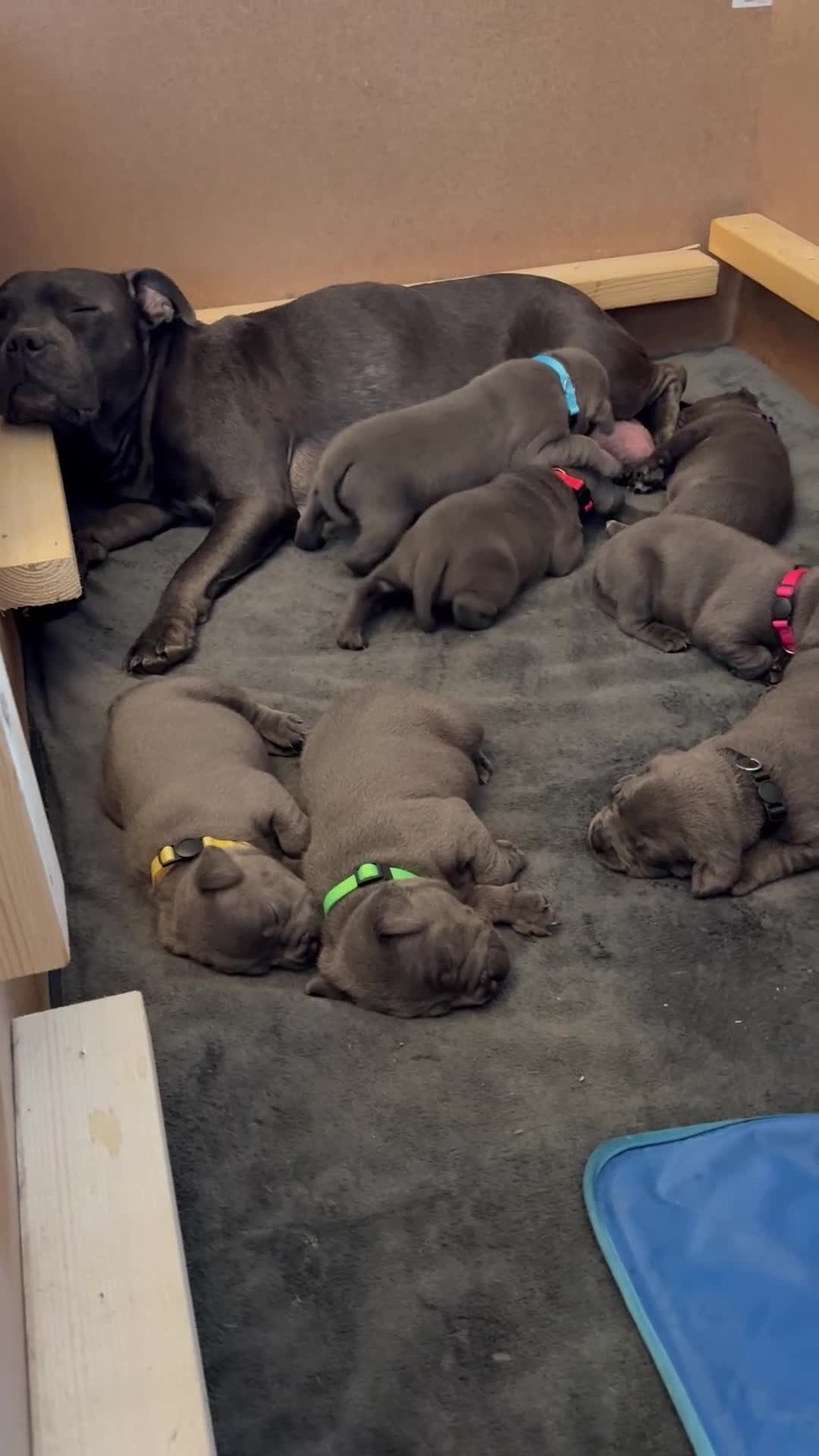Staffordshire Bull Terrier dogs for sale: Beautiful KC reg blue puppies - Video 3