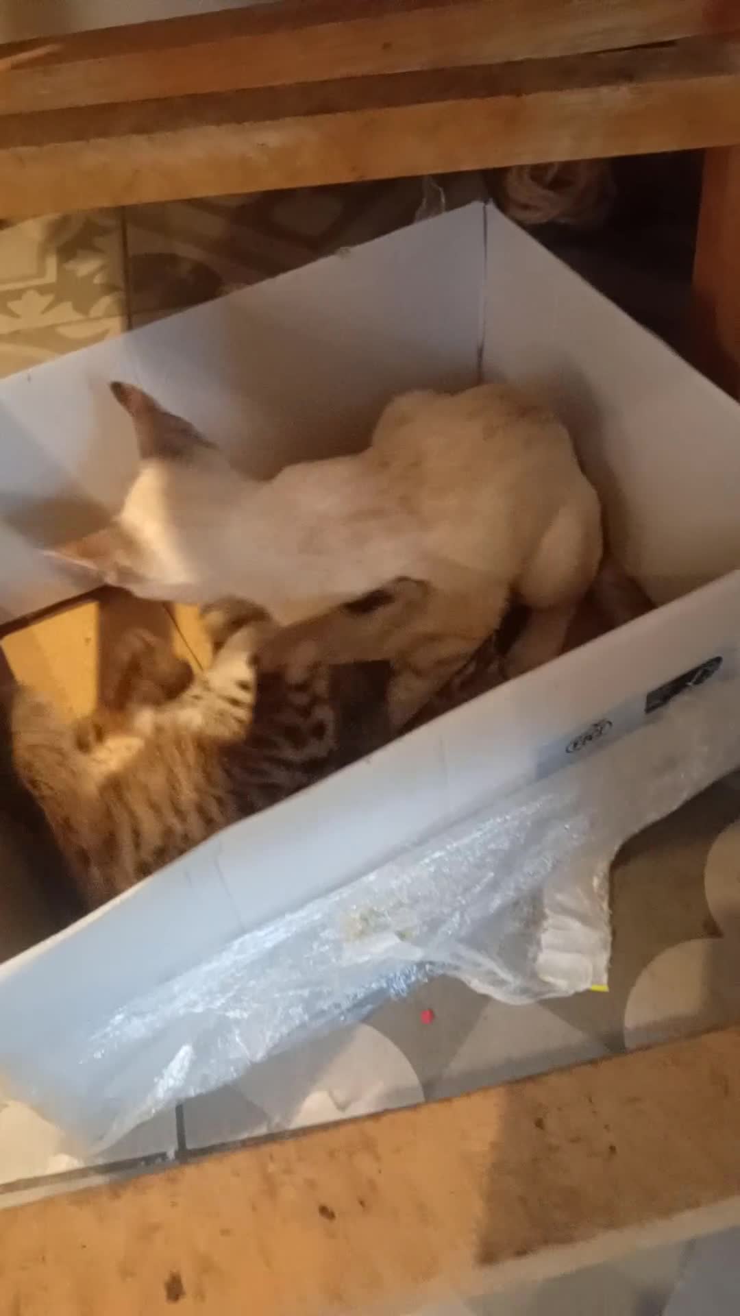 Savannah cats for sale: Snow White F3 Savannah in Romford - Video 1