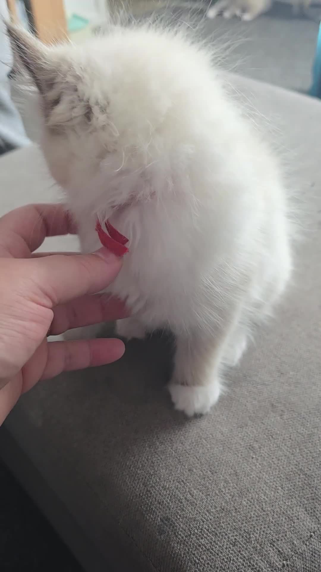 Ragdoll cats for sale: Very Loving Little Girl! - Video 1