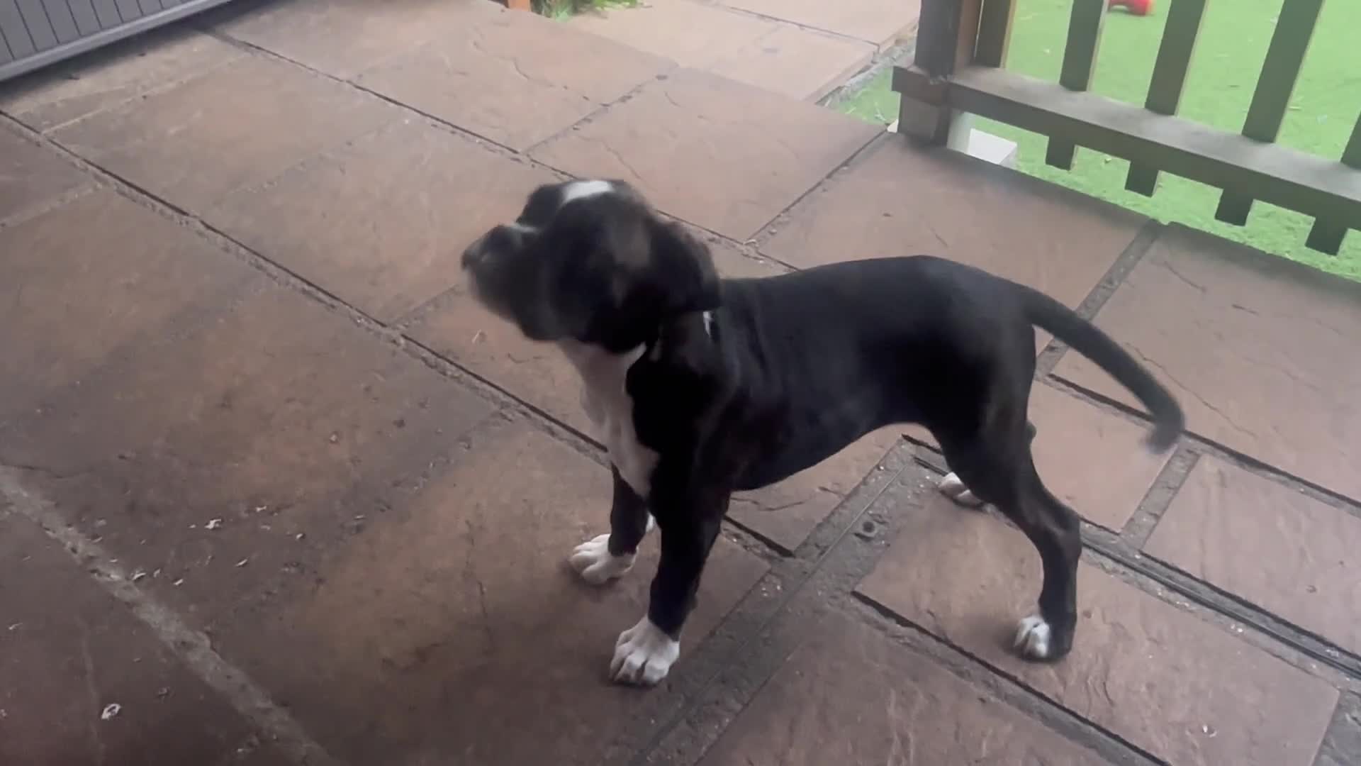 Boxer dogs for sale: Beautiful Boxer Puppies for sale - Video 1