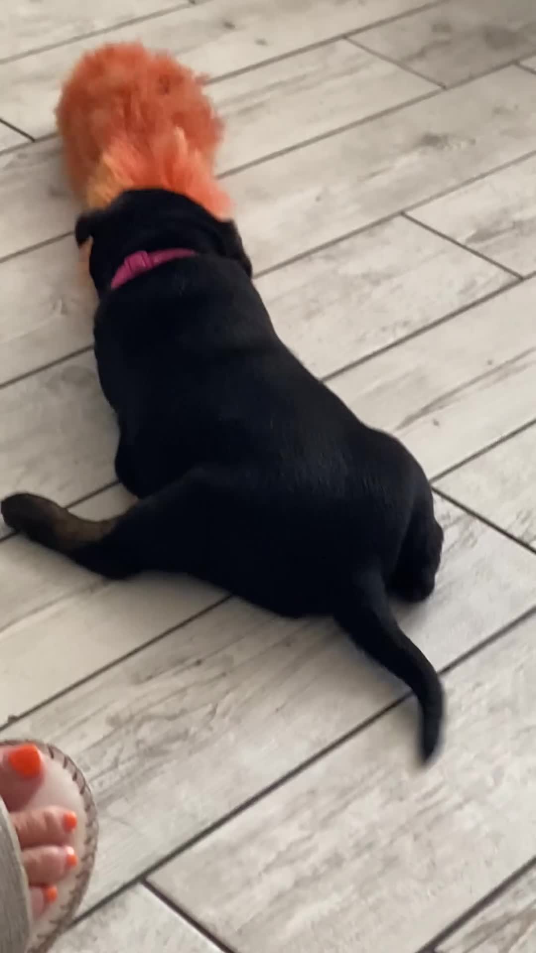 Mixed Breed dogs for sale: STAFFWEILER PUPPIES in Christchurch - Video 1