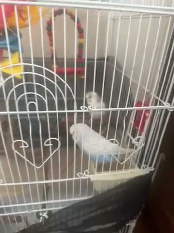 Budgerigars birds for sale: Two Budgies + Large Cage & Accessories  £85 in Coventry - Video 1