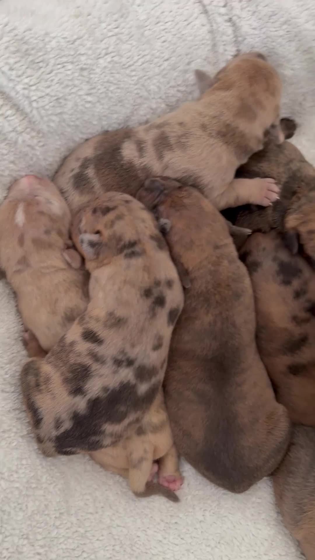 Mixed Breed dogs for sale: Mastibull puppies for sale  - Video 5