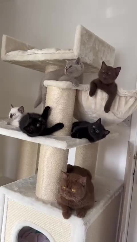 British Shorthair cats for sale: Adorable British Shorthairs available (5 females) - Video 1