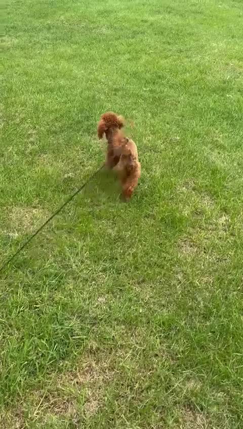 Toy Poodle dogs for sale: DNA tested Asian Toy Poodle - Video 1