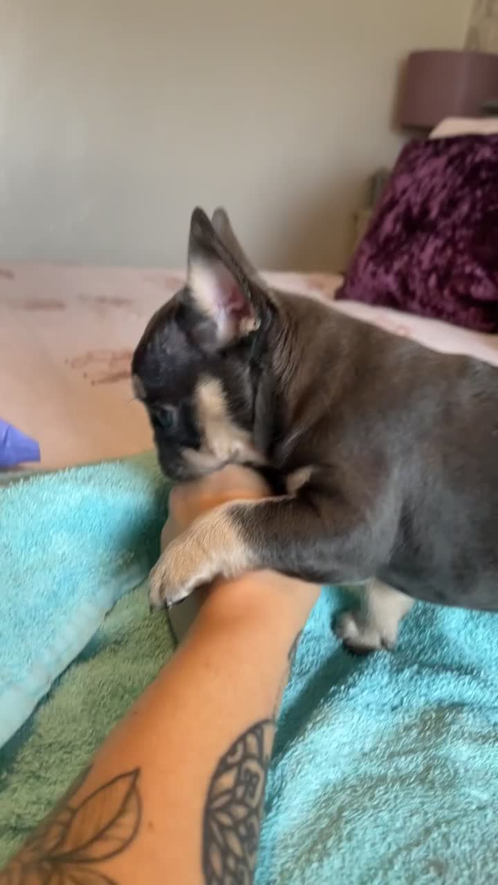 French Bulldog dogs for sale: One lilac female French bulldog puppy left🐶🐾💞 - Video 2