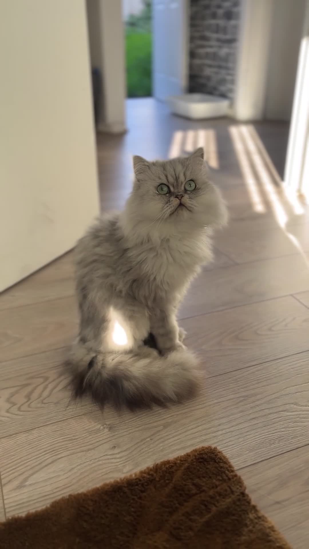 Persian cats for sale: Persian Male Cat - Video 2