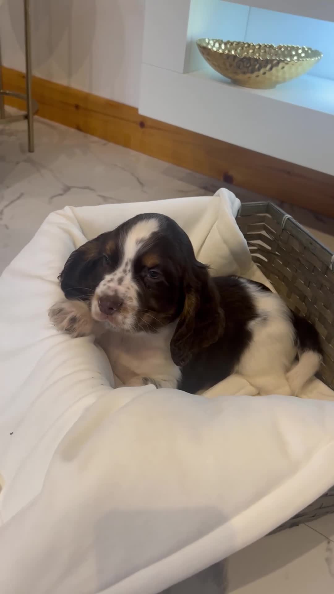 Cocker Spaniel dogs for sale: Rainbow litter cocker spaniel puppies  - Video 1