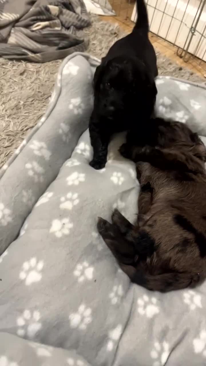 Cockapoo dogs for sale: 💫✨🐶🐾Gorgeous F1B Cockapoos🐾🐶✨💫 - Video 1