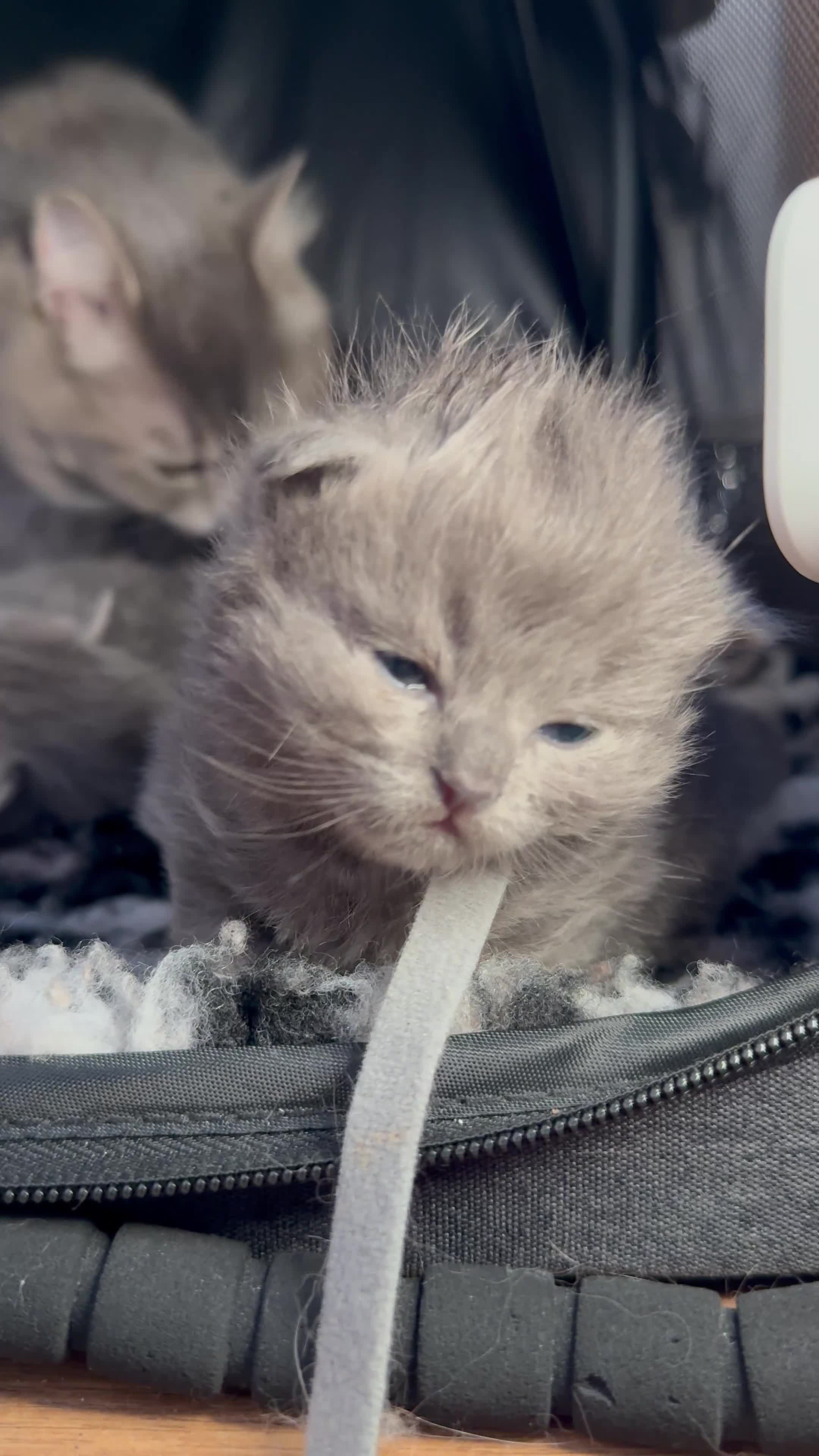 RagaMuffin cats for sale: Beautiful Ragamuffin (Ragdoll x BSH) kittens - Video 2