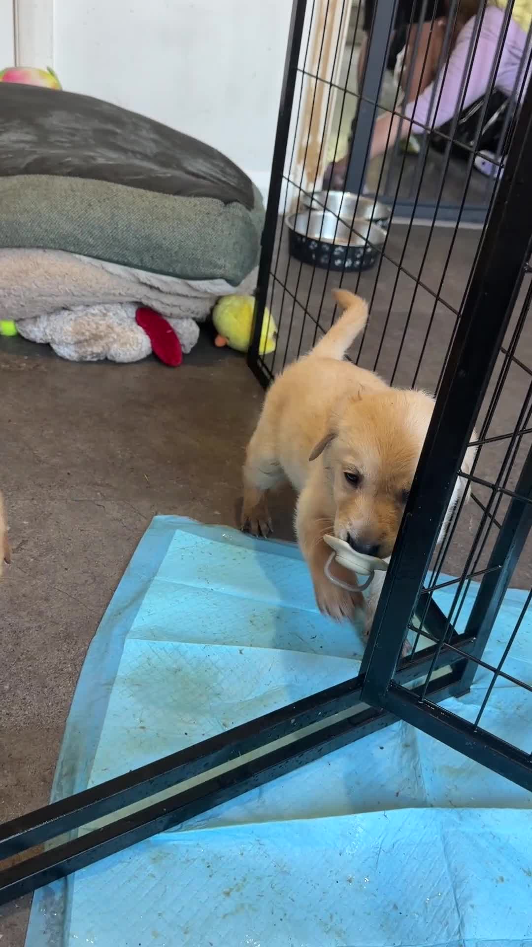 Goldador dogs for sale: Beautiful Goldador Puppies  - Video 1